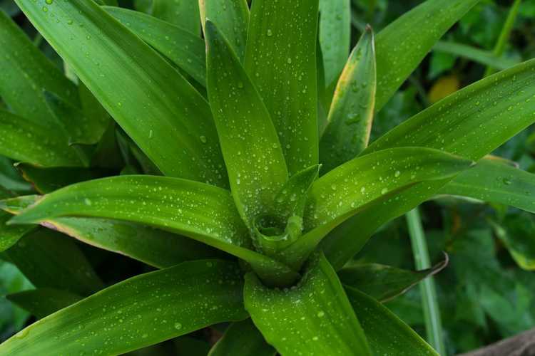 You are currently viewing Guide d'irrigation des plantes Dracaena : Apprenez quand arroser les Dracaenas