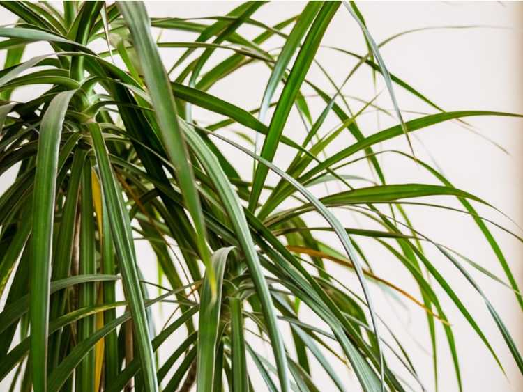 You are currently viewing Problèmes courants de Dracaena – Quel est le problème avec ma plante Dracaena