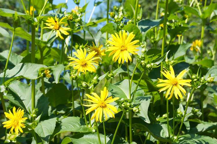 You are currently viewing Informations sur les plantes en coupe : Comment faire pousser des plantes en coupe dans le jardin