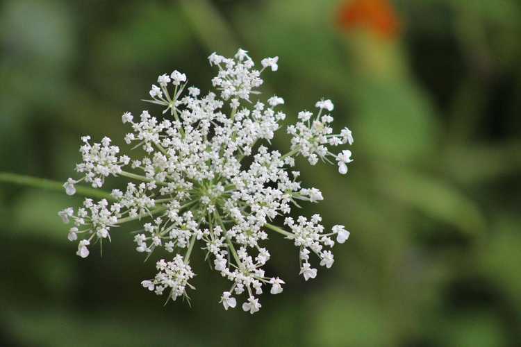 You are currently viewing Gestion de la dentelle de la reine Anne : conseils pour contrôler les plants de carottes sauvages