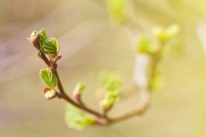 Lire la suite à propos de l’article Plantes et propagation du bourgeonnement – Quelles plantes peuvent être utilisées pour le bourgeonnement