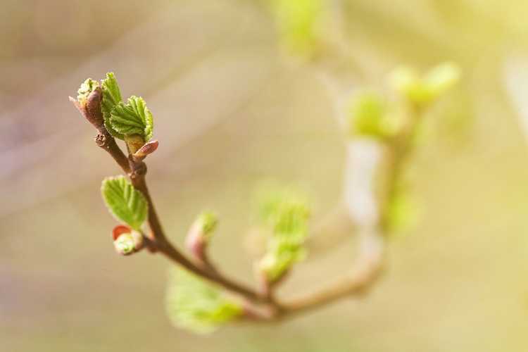 You are currently viewing Plantes et propagation du bourgeonnement – Quelles plantes peuvent être utilisées pour le bourgeonnement