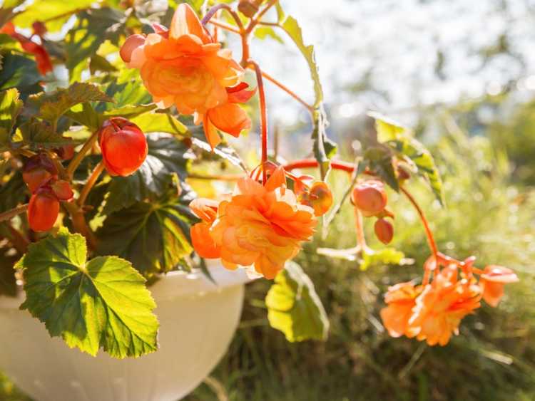 Lire la suite à propos de l’article Jardinage en conteneurs pour climat chaud – Plantes en conteneurs pour temps chaud