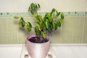 Lire la suite à propos de l’article Sécher un sol humide – Comment réparer un sol végétal gorgé d’eau