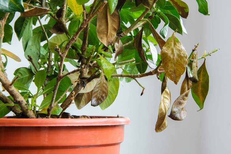 Lire la suite à propos de l’article Les plantes perdent leurs feuilles – Pourquoi une plante peut perdre des feuilles
