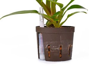 Lire la suite à propos de l’article Qu'est-ce que la culture semi-hydroponique – Cultiver des plantes semi-hydroponiques à la maison