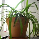 Garder vos plantes en pot d'intérieur en vie
