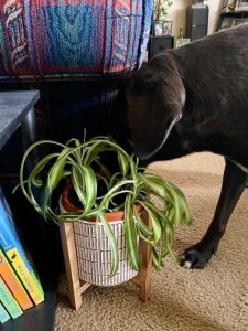 Lire la suite à propos de l’article Plantes d'intérieur sans danger pour les chiens : belles plantes d'intérieur que les chiens ne mangeront pas
