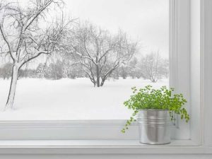 Lire la suite à propos de l’article Jardin intérieur en hiver : comment planter un jardin d’hiver intérieur