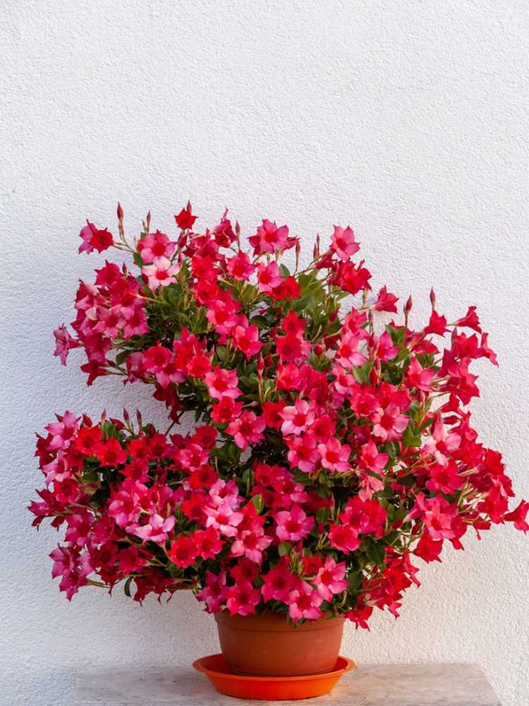 You are currently viewing Cultiver la vigne de Mandevilla à l'intérieur : prendre soin du Mandevilla comme plante d'intérieur