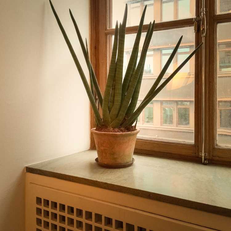 You are currently viewing Plantes d'intérieur à lumière indirecte : choisir des plantes pour les fenêtres orientées au nord