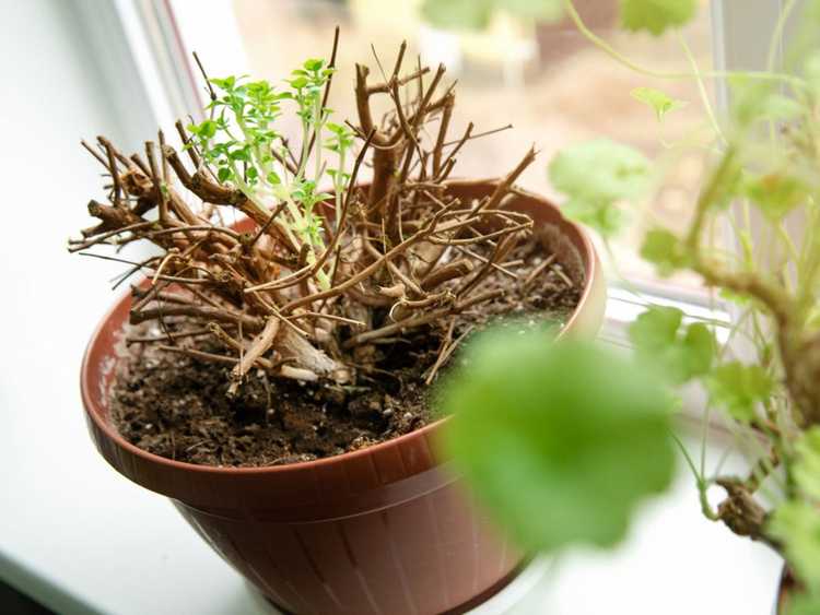 Lire la suite à propos de l’article Comprendre la dormance des plantes : comment mettre une plante en dormance