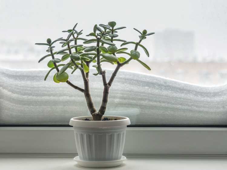 Lire la suite à propos de l’article Plantes en pot hivernantes : préparer les plantes en pot pour l'hiver