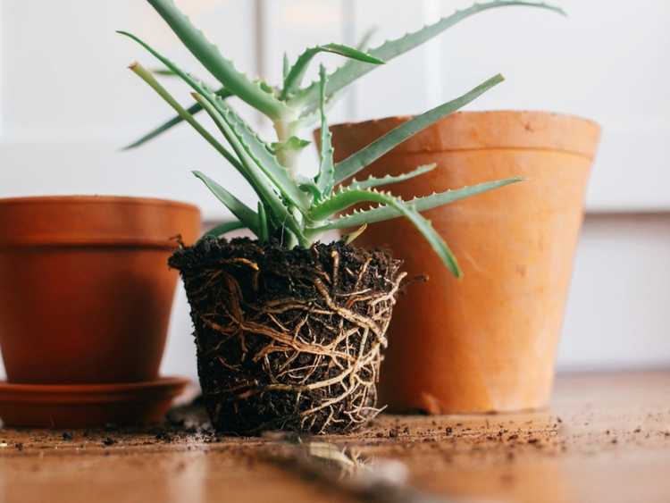 Lire la suite à propos de l’article Signes d’une plante liée aux racines : comment savoir si une plante est liée aux racines ?