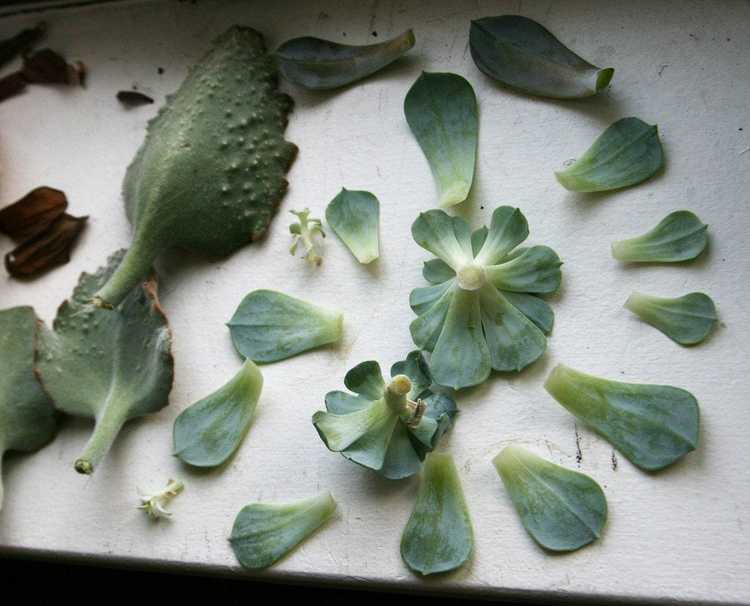 You are currently viewing Propager vos plantes d'intérieur avec des boutures de feuilles