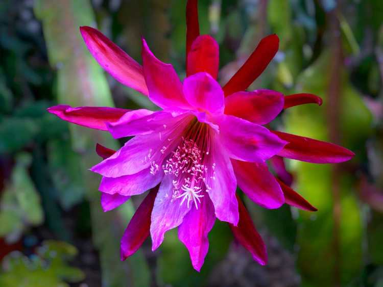 You are currently viewing Entretien des plantes Epiphyllum : Conseils pour la culture du cactus Epiphyllum