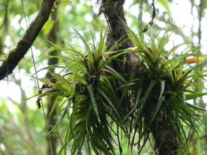 Lire la suite à propos de l’article Types d'épiphytes – Qu'est-ce qu'une plante épiphyte et adaptations d'épiphytes