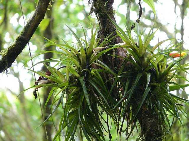 You are currently viewing Types d'épiphytes – Qu'est-ce qu'une plante épiphyte et adaptations d'épiphytes