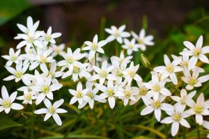 Lire la suite à propos de l’article Entretien des plantes Star Of Bethlehem: Conseils sur la culture des bulbes Star Of Bethlehem