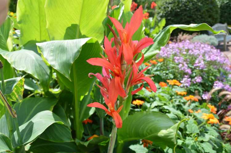 You are currently viewing Plantes exotiques résistantes au froid : comment faire pousser un jardin exotique au climat frais