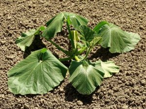 Lire la suite à propos de l’article Gérer le stress thermique : comment protéger les légumes par temps chaud