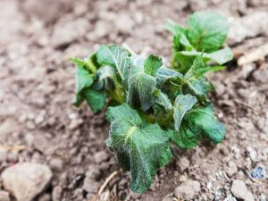 Lire la suite à propos de l’article Protéger les plantes du gel : comment protéger les plantes du gel