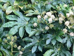 Lire la suite à propos de l’article Soins japonais Aralia: comment cultiver du Fatsia Japonica