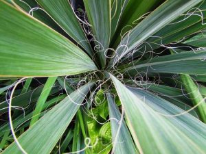 Lire la suite à propos de l’article Informations sur l'aiguille d'Adam – Comment faire pousser une plante de yucca à l'aiguille d'Adam