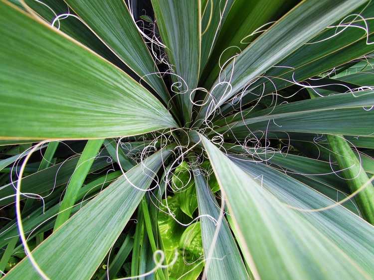 You are currently viewing Informations sur l'aiguille d'Adam – Comment faire pousser une plante de yucca à l'aiguille d'Adam