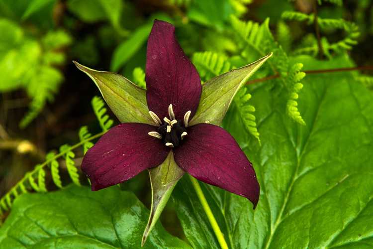 Lire la suite à propos de l’article Cultiver des fleurs sauvages des bois – Plantes populaires pour les jardins boisés