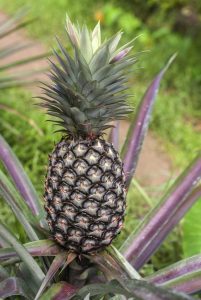 Lire la suite à propos de l’article Récolte d'ananas : conseils pour la cueillette des fruits d'ananas