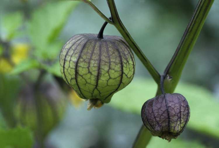 You are currently viewing Récolte des fruits de tomates : comment et quand récolter les tomates