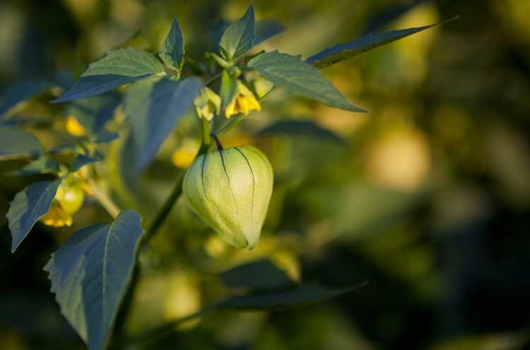 You are currently viewing Problèmes de culture des tomatilles – Que faire lorsque les tomatilles sont trop petites