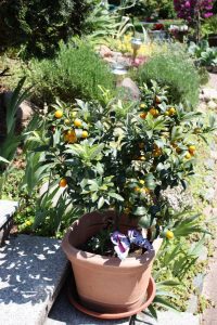 Lire la suite à propos de l’article Compagnons pour les fruits – Découvrez les plantes compatibles pour un jardin fruitier