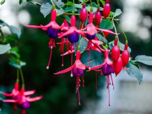 Lire la suite à propos de l’article Cultiver des fleurs fuchsia – Soins des fuchsias