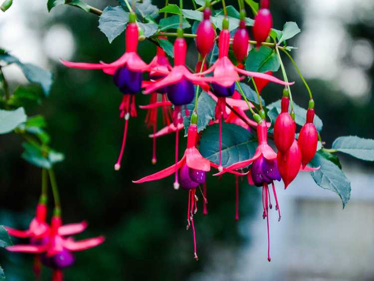You are currently viewing Cultiver des fleurs fuchsia – Soins des fuchsias