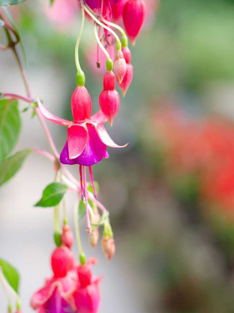 You are currently viewing Hardy Fuchsia Care – Comment faire pousser des plantes rustiques fuchsia