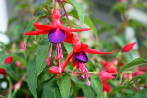 Lire la suite à propos de l’article Plantes fuchsia à tête morte – Les fuchsias doivent-ils être tête morte