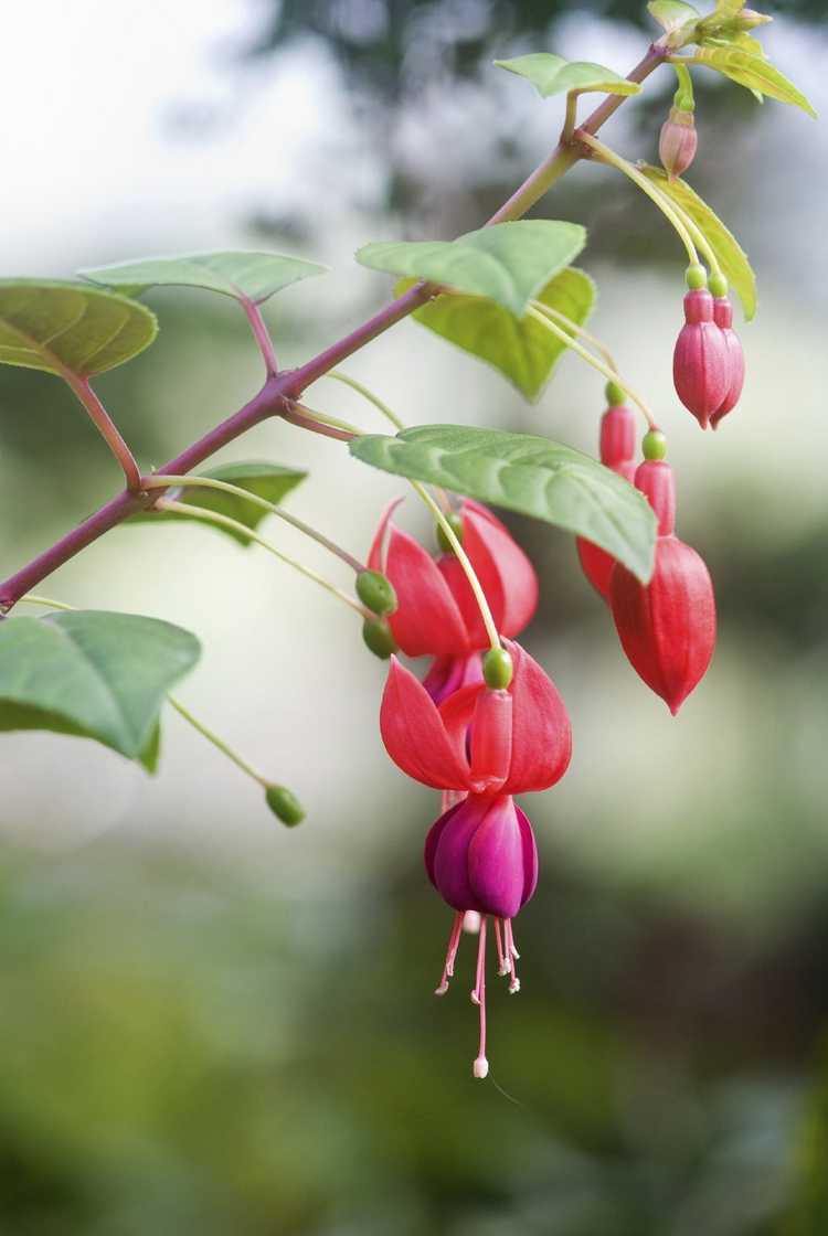 You are currently viewing Besoins du Fuchsia Sun – Conseils sur les conditions de croissance du fuchsia