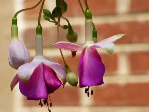 Lire la suite à propos de l’article Fleurs fuchsia – Plantes fuchsia annuelles ou vivaces