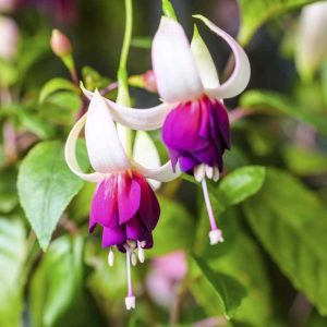 Lire la suite à propos de l’article Variétés de plantes fuchsia: plantes fuchsia communes traînantes et dressées