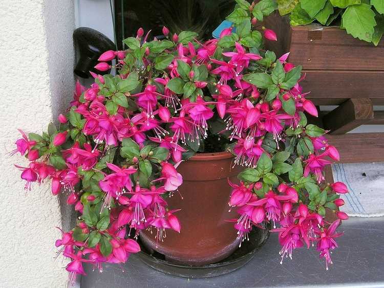 Lire la suite à propos de l’article Le fuchsia ne fleurit pas : que faire lorsqu'une plante fuchsia ne fleurit pas