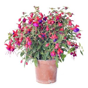 Lire la suite à propos de l’article Fuchsias comme plantes d'intérieur : conseils pour cultiver des fuchsias à l'intérieur