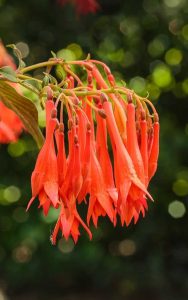 Lire la suite à propos de l’article Informations Fuchsia Gartenmeister – Qu'est-ce que la plante Gartenmeister Fuchsia