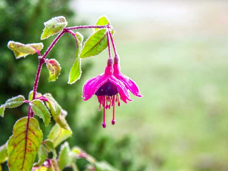 You are currently viewing Soins d'hiver du fuchsia – Conseils pour l'hivernage des fuchsias