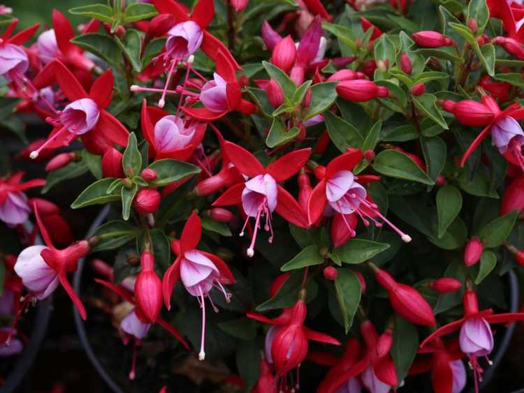 You are currently viewing Informations sur la transplantation de fuchsia : Quand transplanter des fuchsias rustiques