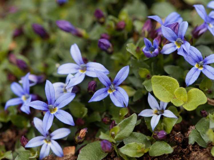 You are currently viewing Entretien des plantes Blue Star Creeper – Utiliser Blue Star Creeper comme pelouse