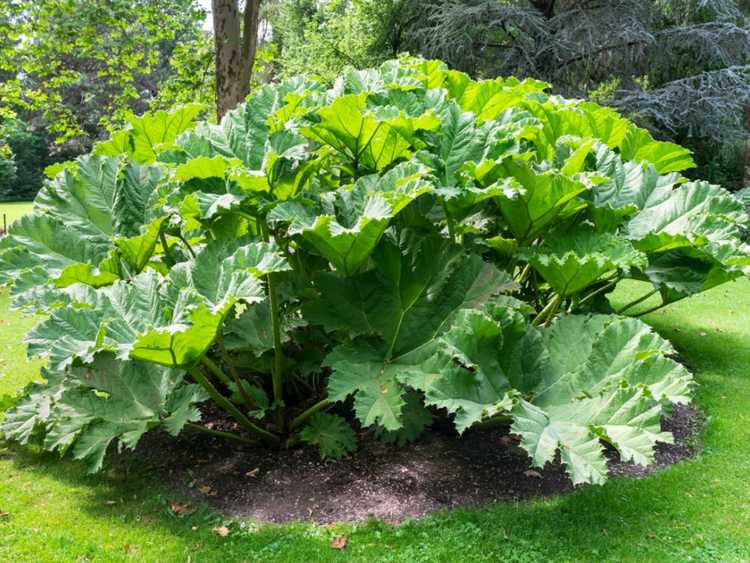 You are currently viewing En savoir plus sur Gunnera Care : Conseils pour la culture des plantes Gunnera