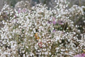 Lire la suite à propos de l’article Diagnostiquer les maladies de la gypsophile : apprenez à reconnaître les problèmes d'haleine de bébé