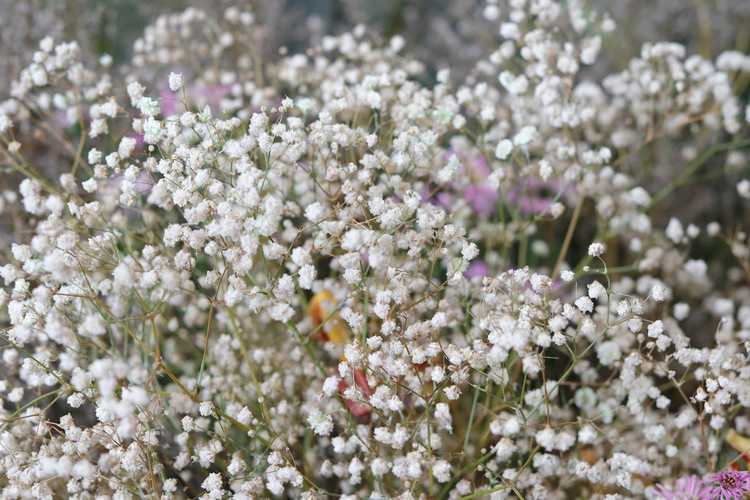 You are currently viewing Diagnostiquer les maladies de la gypsophile : apprenez à reconnaître les problèmes d'haleine de bébé